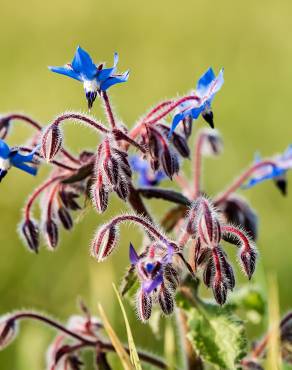 Fotografia 11 da espécie Borago officinalis no Jardim Botânico UTAD