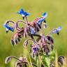 Fotografia 11 da espécie Borago officinalis do Jardim Botânico UTAD