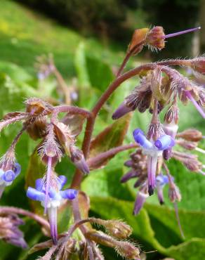 Fotografia 12 da espécie Borago officinalis no Jardim Botânico UTAD