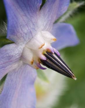 Fotografia 14 da espécie Borago officinalis no Jardim Botânico UTAD