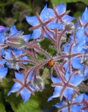 Fotografia 15 da espécie Borago officinalis no Jardim Botânico UTAD