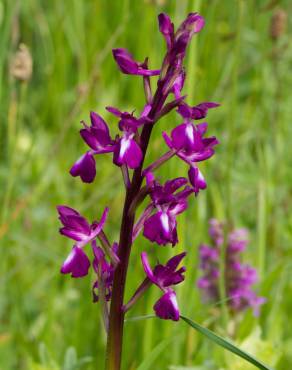 Fotografia 1 da espécie Anacamptis laxiflora no Jardim Botânico UTAD