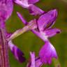 Fotografia 3 da espécie Anacamptis laxiflora do Jardim Botânico UTAD