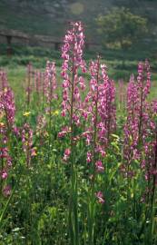 Fotografia da espécie Anacamptis laxiflora