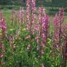 Fotografia 4 da espécie Anacamptis laxiflora do Jardim Botânico UTAD