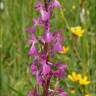Fotografia 5 da espécie Anacamptis laxiflora do Jardim Botânico UTAD
