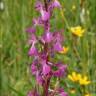 Fotografia 5 da espécie Anacamptis laxiflora do Jardim Botânico UTAD