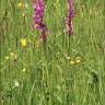 Fotografia 6 da espécie Anacamptis laxiflora do Jardim Botânico UTAD