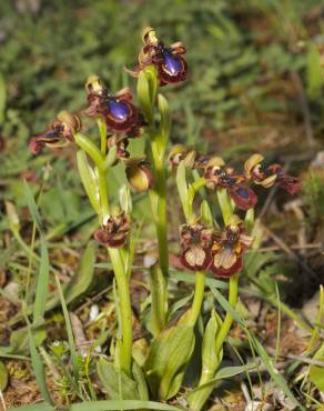 Fotografia 3 da espécie Ophrys speculum subesp. speculum no Jardim Botânico UTAD