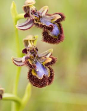 Fotografia 1 da espécie Ophrys speculum subesp. speculum no Jardim Botânico UTAD