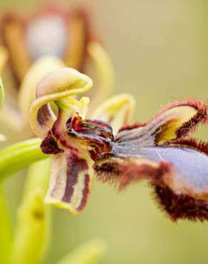 Fotografia 5 da espécie Ophrys speculum subesp. speculum no Jardim Botânico UTAD