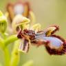 Fotografia 5 da espécie Ophrys speculum subesp. speculum do Jardim Botânico UTAD
