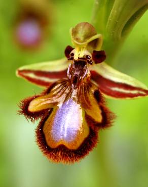 Fotografia 6 da espécie Ophrys speculum subesp. speculum no Jardim Botânico UTAD