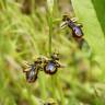 Fotografia 7 da espécie Ophrys speculum subesp. speculum do Jardim Botânico UTAD