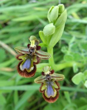 Fotografia 8 da espécie Ophrys speculum subesp. speculum no Jardim Botânico UTAD