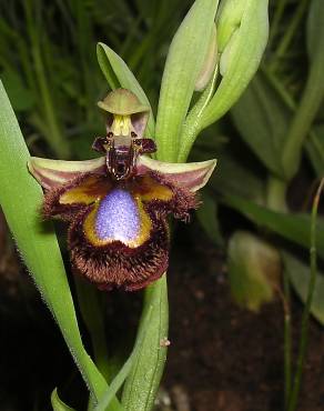 Fotografia 9 da espécie Ophrys speculum subesp. speculum no Jardim Botânico UTAD