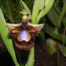 Fotografia 9 da espécie Ophrys speculum subesp. speculum do Jardim Botânico UTAD