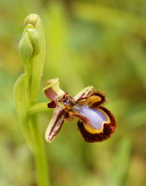 Fotografia 10 da espécie Ophrys speculum subesp. speculum no Jardim Botânico UTAD