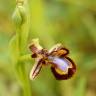 Fotografia 10 da espécie Ophrys speculum subesp. speculum do Jardim Botânico UTAD