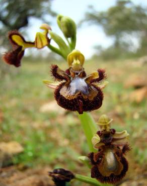 Fotografia 11 da espécie Ophrys speculum subesp. speculum no Jardim Botânico UTAD