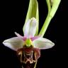 Fotografia 2 da espécie Ophrys scolopax do Jardim Botânico UTAD