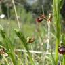 Fotografia 12 da espécie Ophrys speculum subesp. speculum do Jardim Botânico UTAD