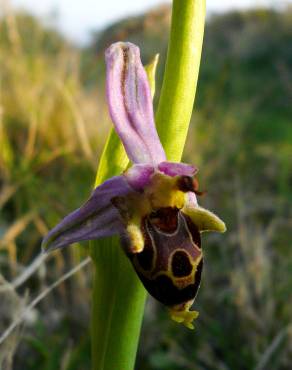 Fotografia 3 da espécie Ophrys scolopax no Jardim Botânico UTAD