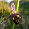 Fotografia 3 da espécie Ophrys scolopax do Jardim Botânico UTAD