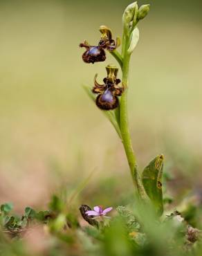 Fotografia 13 da espécie Ophrys speculum subesp. speculum no Jardim Botânico UTAD