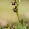 Fotografia 13 da espécie Ophrys speculum subesp. speculum do Jardim Botânico UTAD