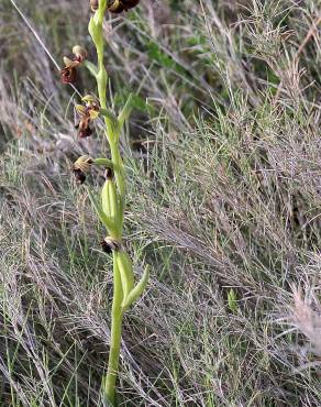 Fotografia 14 da espécie Ophrys speculum subesp. speculum no Jardim Botânico UTAD