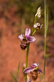 Fotografia da espécie Ophrys scolopax