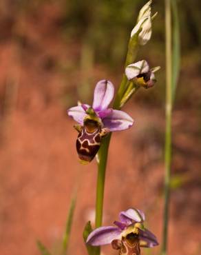 Fotografia 4 da espécie Ophrys scolopax no Jardim Botânico UTAD