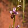Fotografia 4 da espécie Ophrys scolopax do Jardim Botânico UTAD