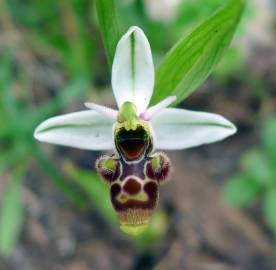 Fotografia da espécie Ophrys scolopax