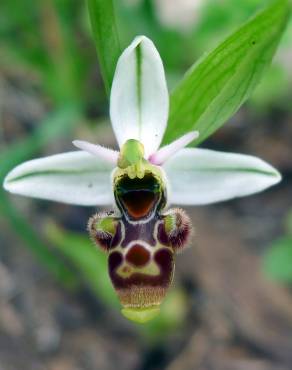 Fotografia 1 da espécie Ophrys scolopax no Jardim Botânico UTAD