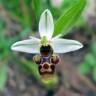 Fotografia 1 da espécie Ophrys scolopax do Jardim Botânico UTAD
