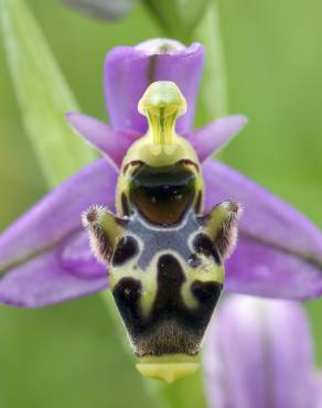 Fotografia 5 da espécie Ophrys scolopax no Jardim Botânico UTAD