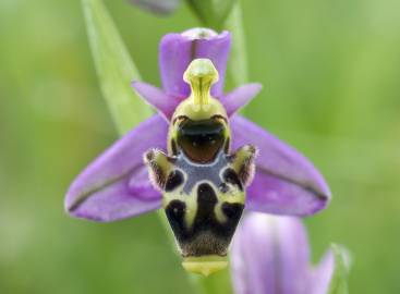 Fotografia da espécie Ophrys scolopax