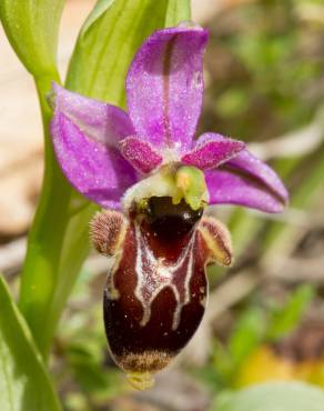 Fotografia 6 da espécie Ophrys scolopax no Jardim Botânico UTAD