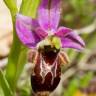 Fotografia 6 da espécie Ophrys scolopax do Jardim Botânico UTAD