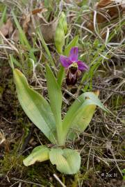 Fotografia da espécie Ophrys scolopax