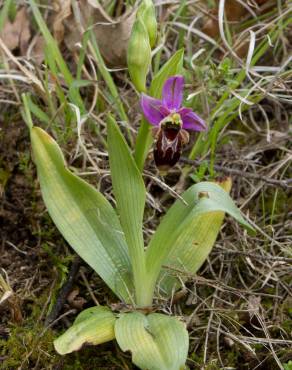 Fotografia 7 da espécie Ophrys scolopax no Jardim Botânico UTAD