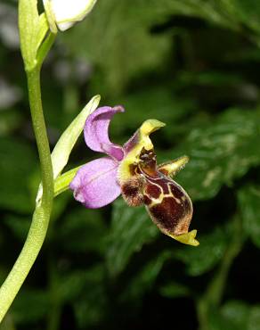 Fotografia 8 da espécie Ophrys scolopax no Jardim Botânico UTAD