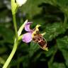 Fotografia 8 da espécie Ophrys scolopax do Jardim Botânico UTAD