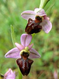 Fotografia da espécie Ophrys scolopax