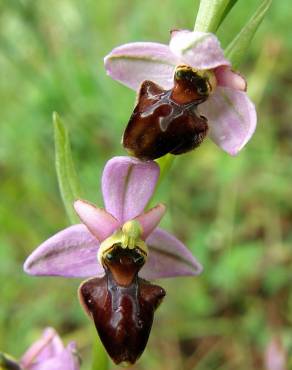 Fotografia 9 da espécie Ophrys scolopax no Jardim Botânico UTAD