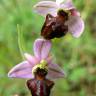 Fotografia 9 da espécie Ophrys scolopax do Jardim Botânico UTAD