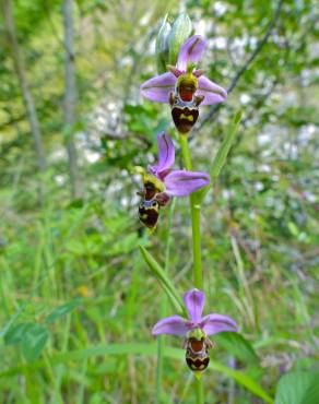 Fotografia 10 da espécie Ophrys scolopax no Jardim Botânico UTAD