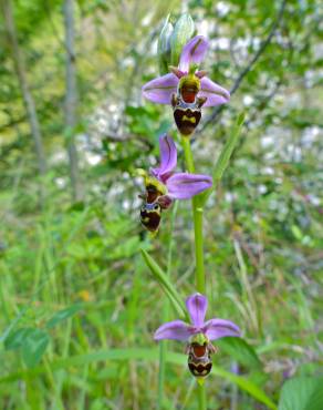 Fotografia 10 da espécie Ophrys scolopax no Jardim Botânico UTAD